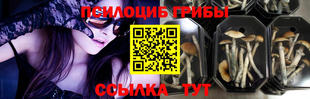 Галлюциногенные грибы Cubensis  Вход с VPN  даркнет сайт  Анжеро-Судженск 